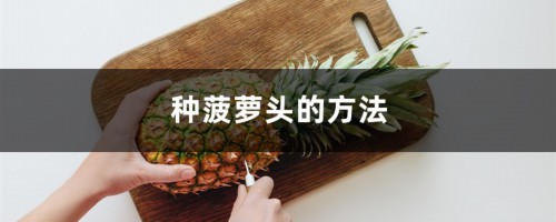 种菠萝头的方法，多久能长菠萝