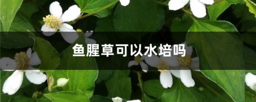 鱼腥草可以水培吗，怎么水培