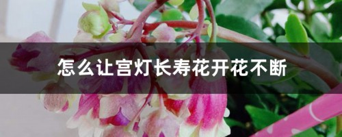 怎么让宫灯长寿花开花不断